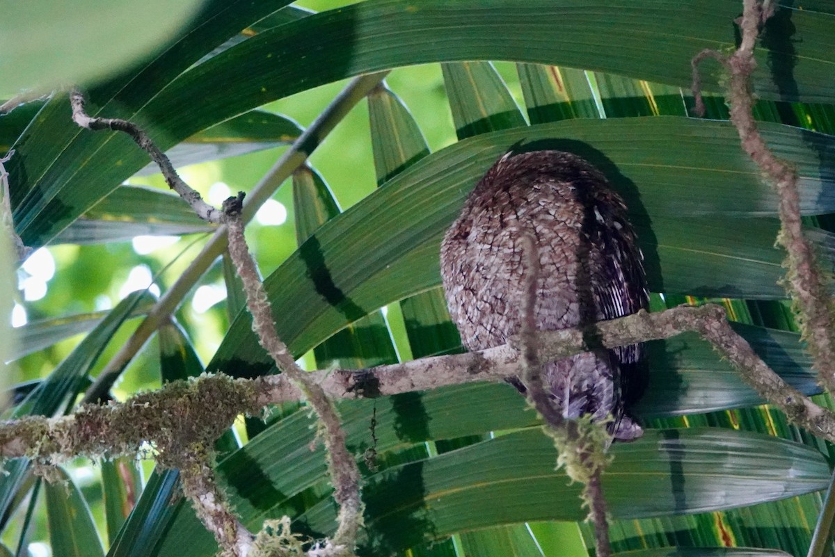 Bare-shanked Screech-Owl - ML615106051