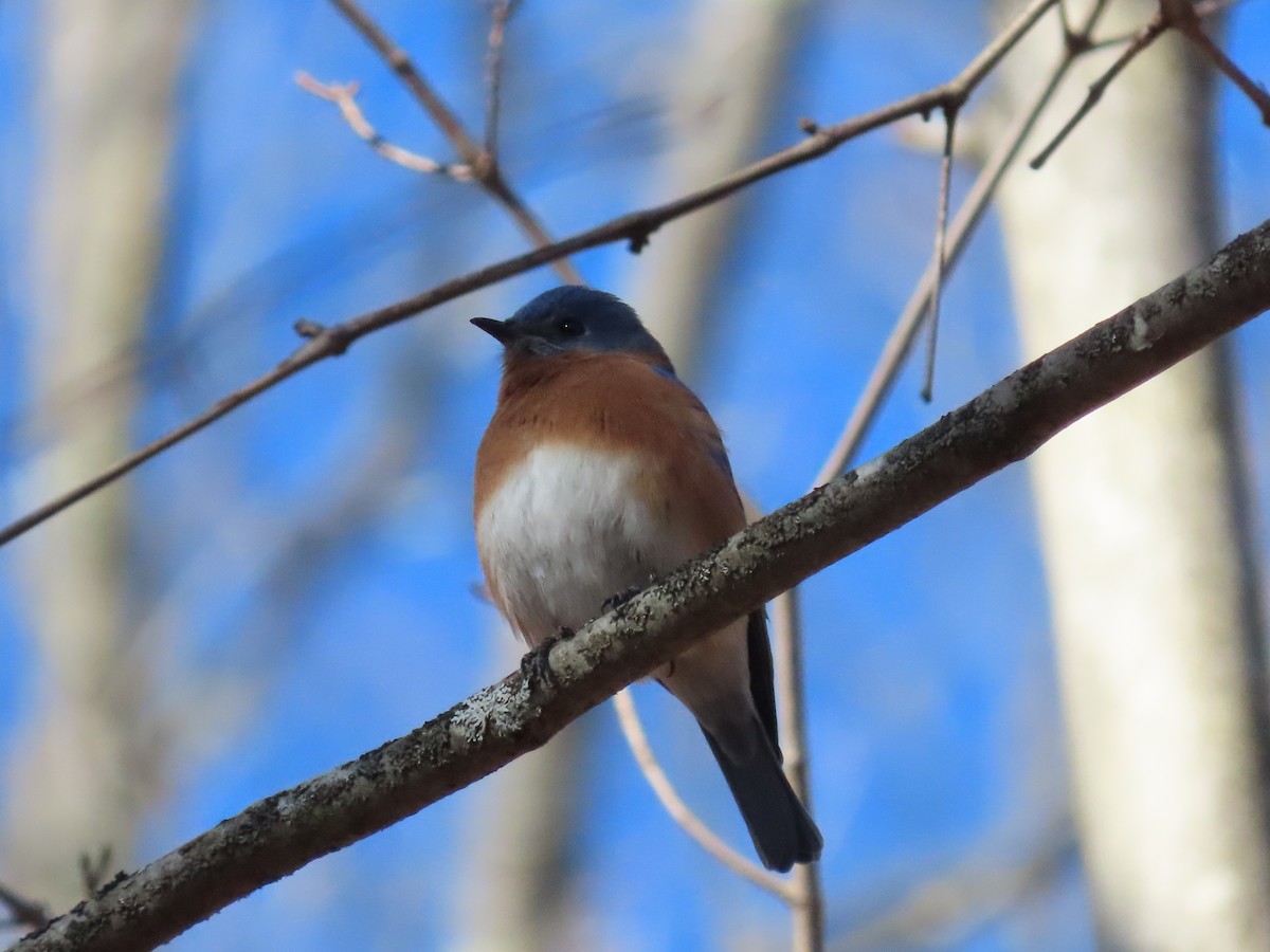 Eastern Bluebird - ML615106058