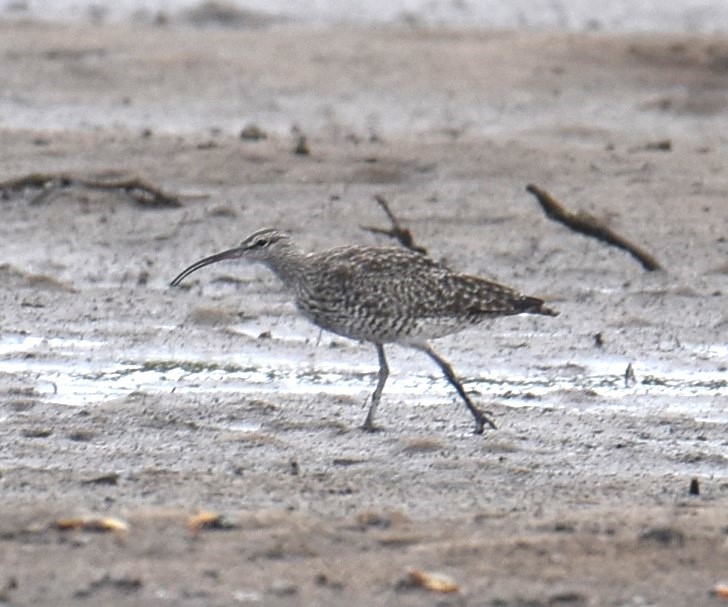 Whimbrel - ML615106094