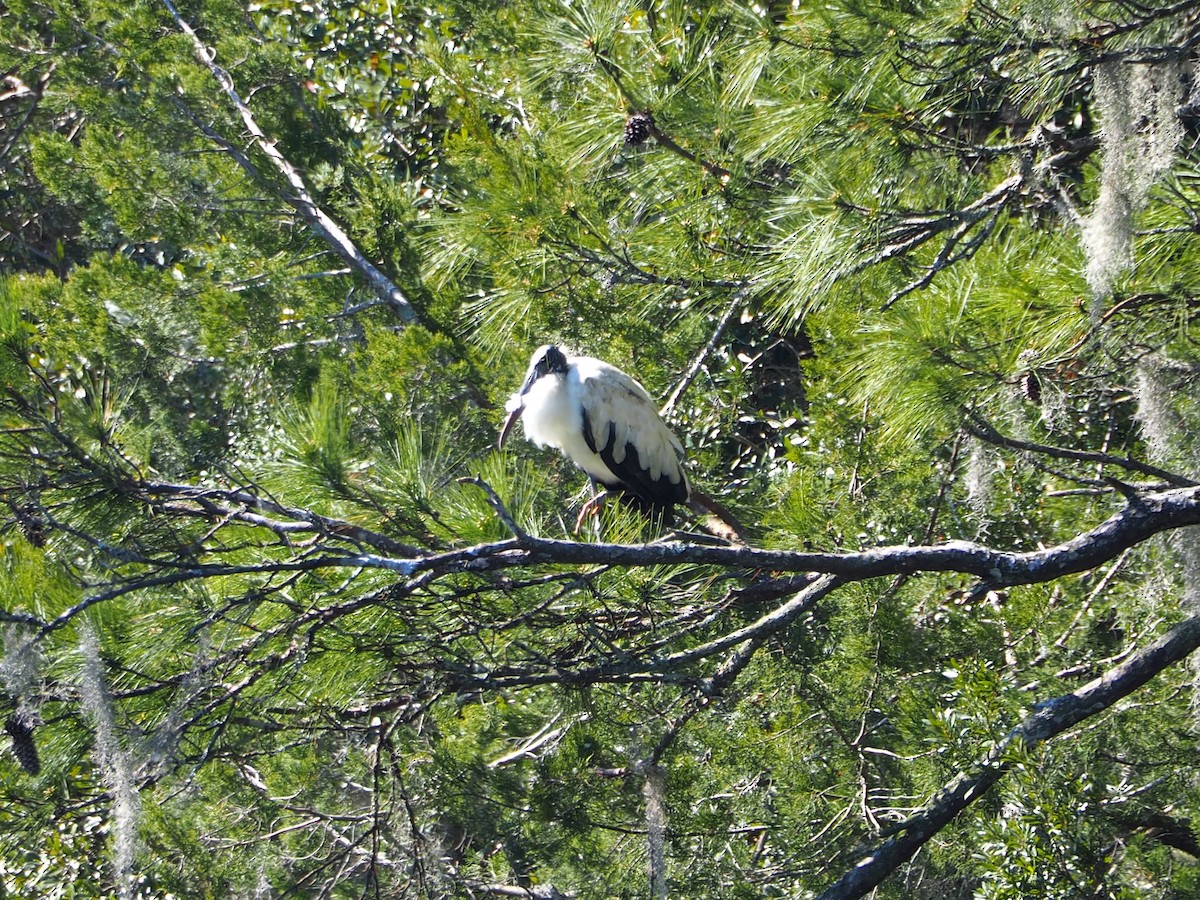 Wood Stork - ML615106129