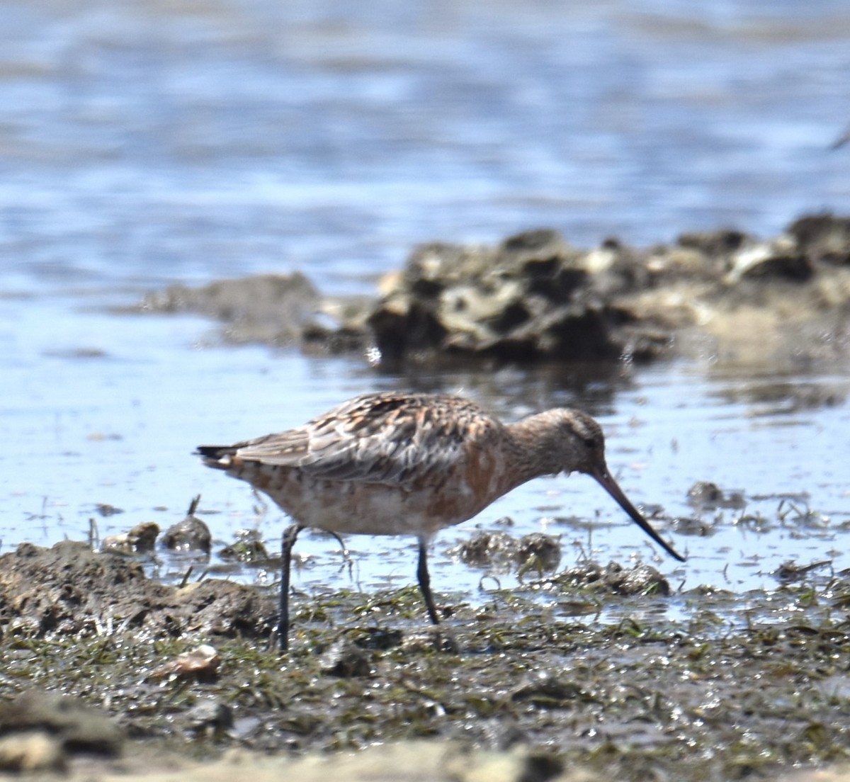 Bar-tailed Godwit - ML615106138