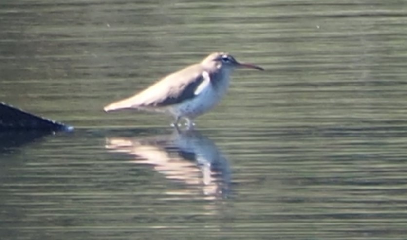 Spotted Sandpiper - ML615106157