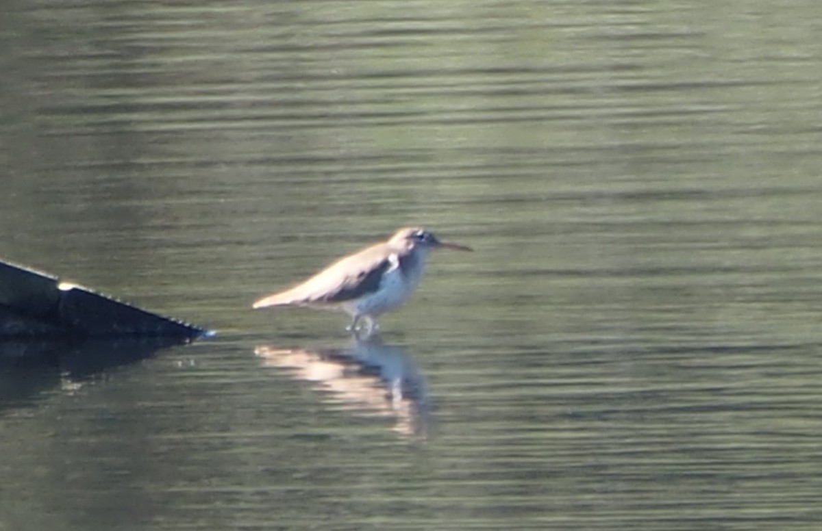 Spotted Sandpiper - ML615106158