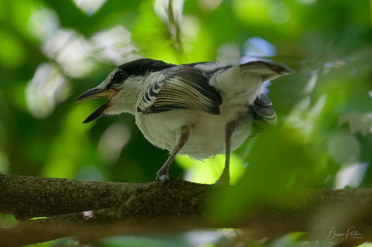 Black-backed Puffback - ML615106168