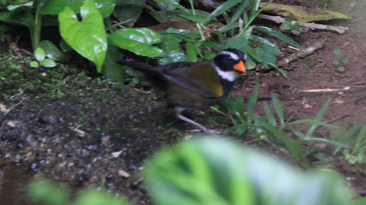 Orange-billed Sparrow - ML615106176