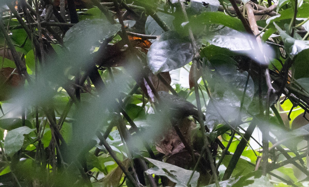 Spot-winged Antbird - ML615106178