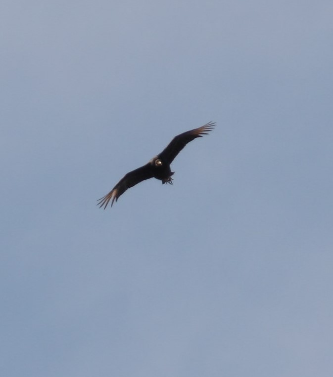 Black Vulture - ML615106187
