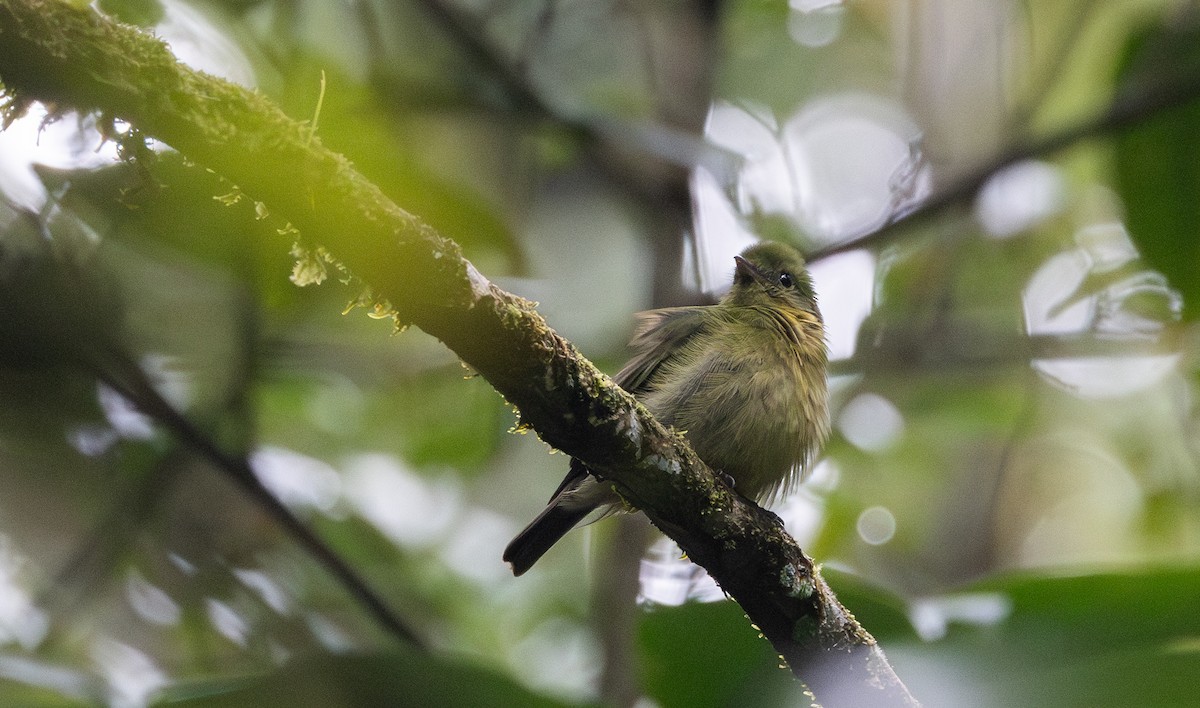 Green Manakin - ML615106219