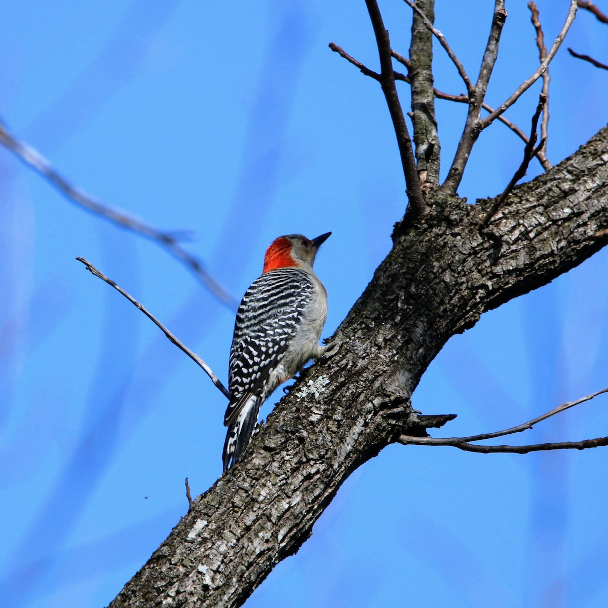 Red-bellied Woodpecker - ML615106224