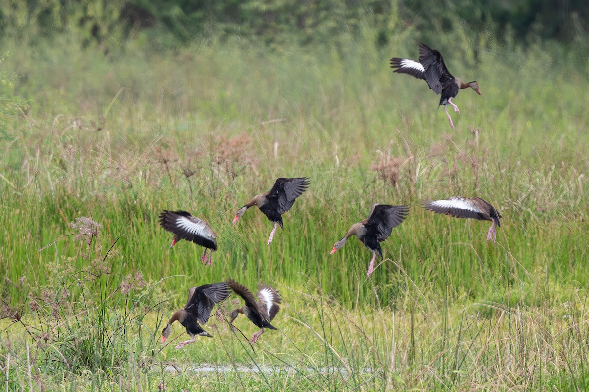 Black-bellied Whistling-Duck - Peter Andrews