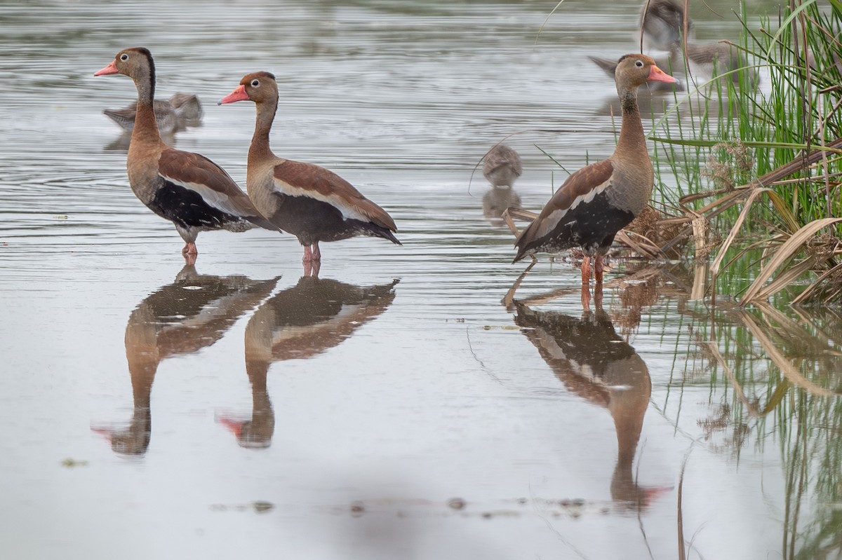 Black-bellied Whistling-Duck - ML615106229