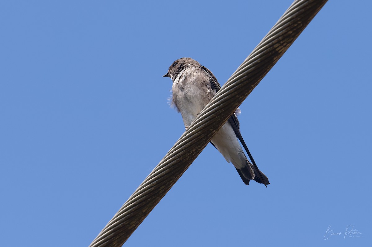 Plain Martin - Bruno Portier