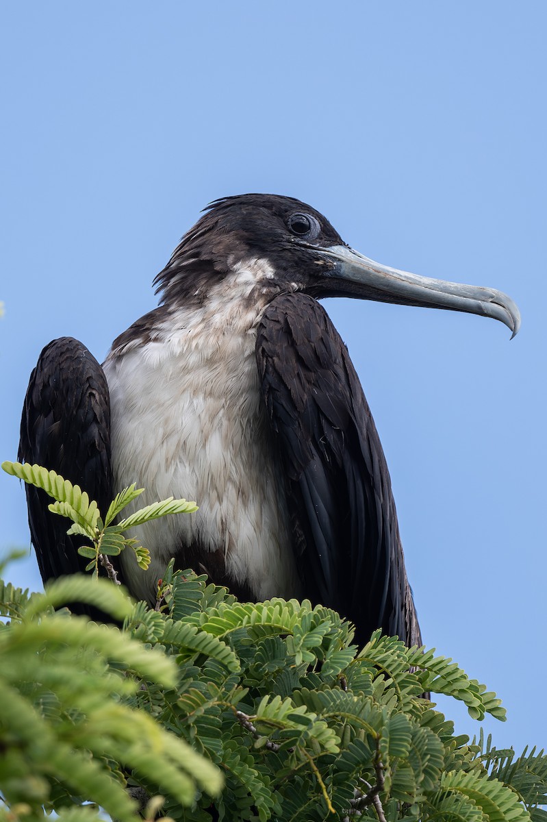 Magnificent Frigatebird - ML615106288