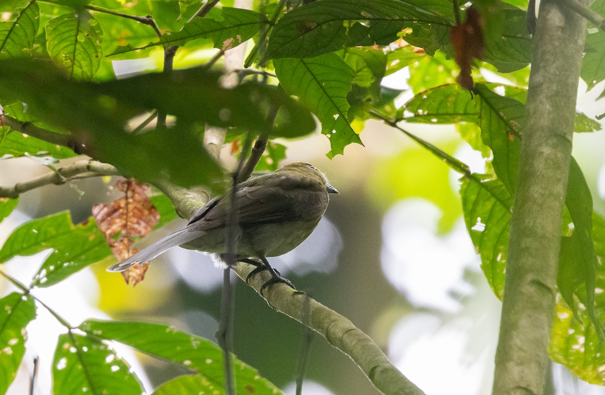 Gray-tailed Piha - Jay McGowan