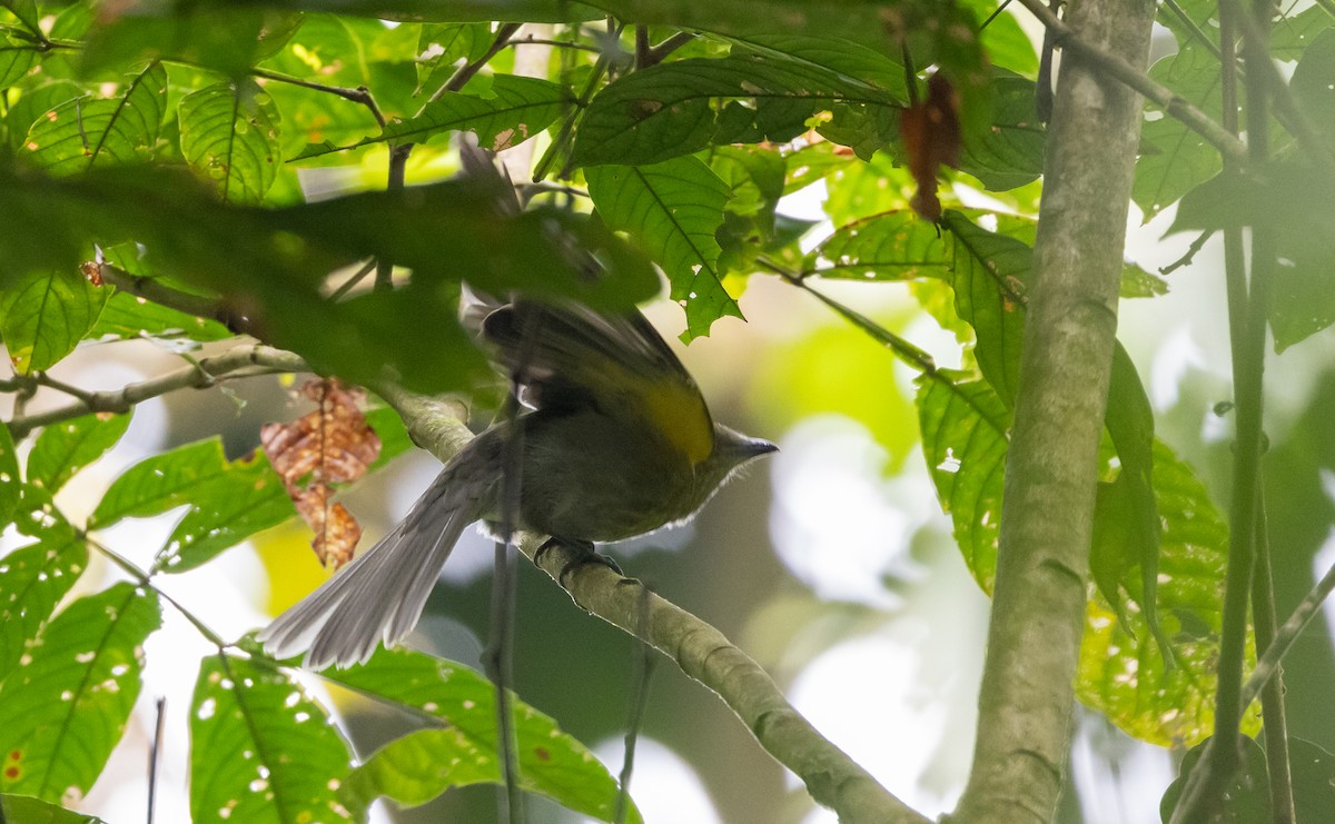 Gray-tailed Piha - ML615106313