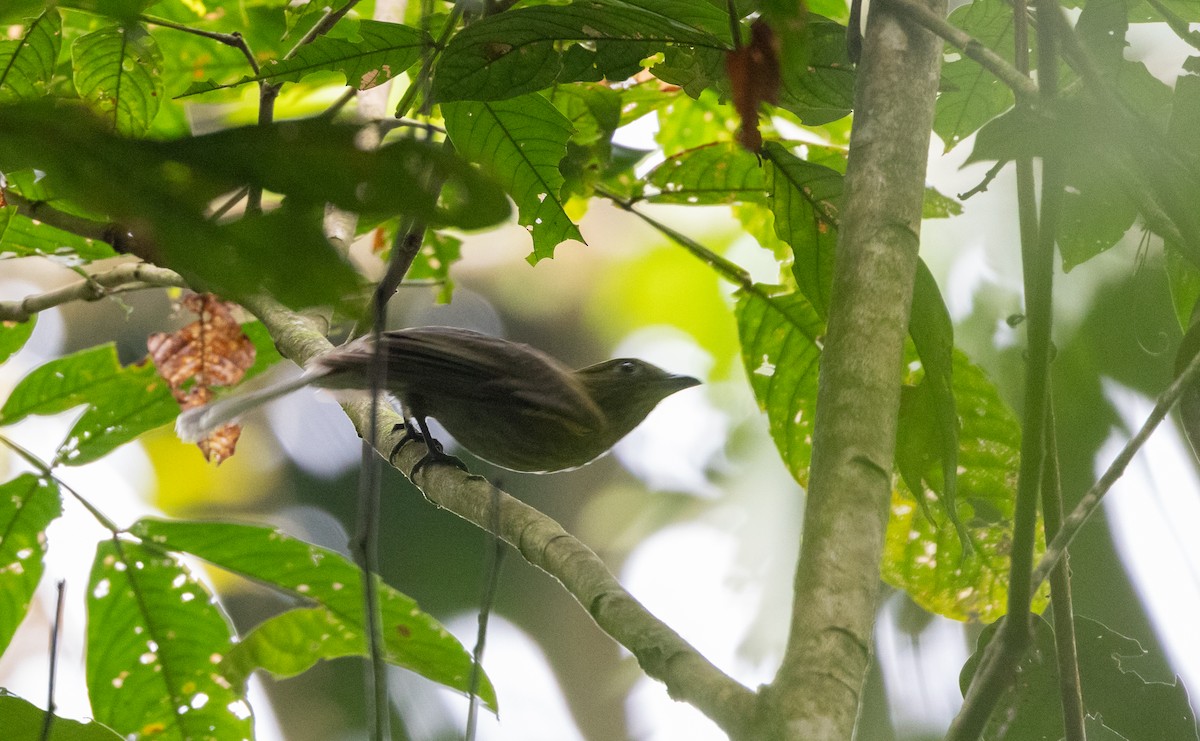 Cotinga à queue grise - ML615106314