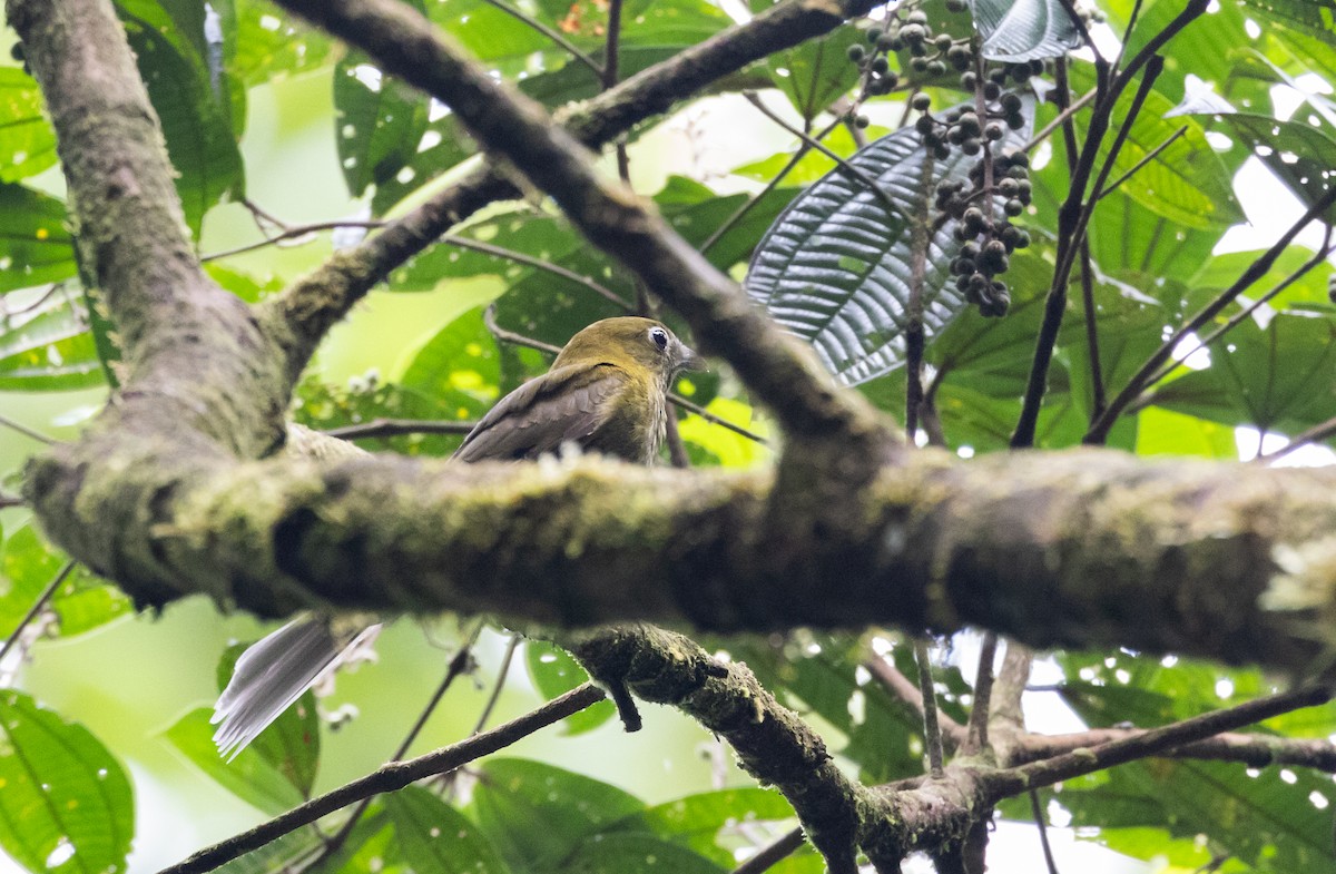 Gray-tailed Piha - ML615106321