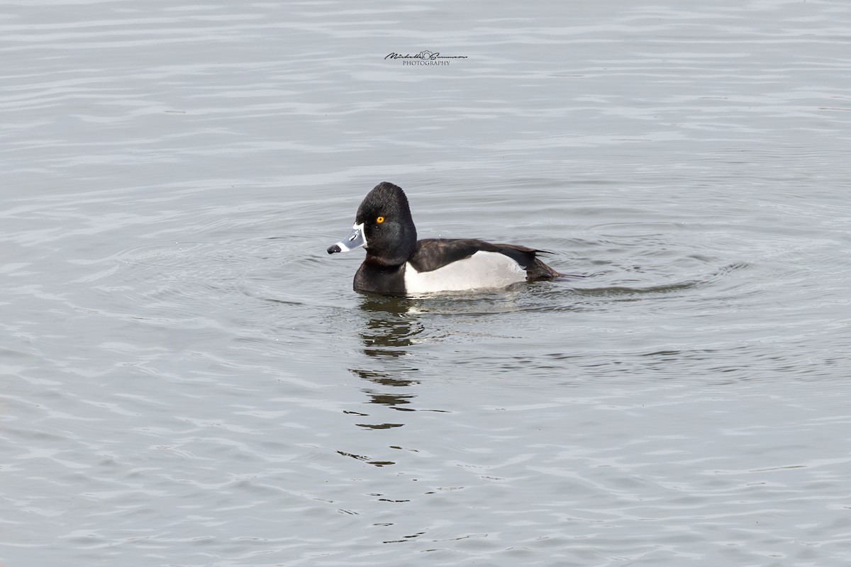 Ring-necked Duck - Michelle Summers