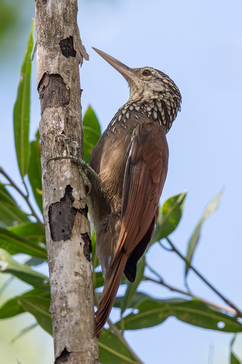 Straight-billed Woodcreeper - ML615106344