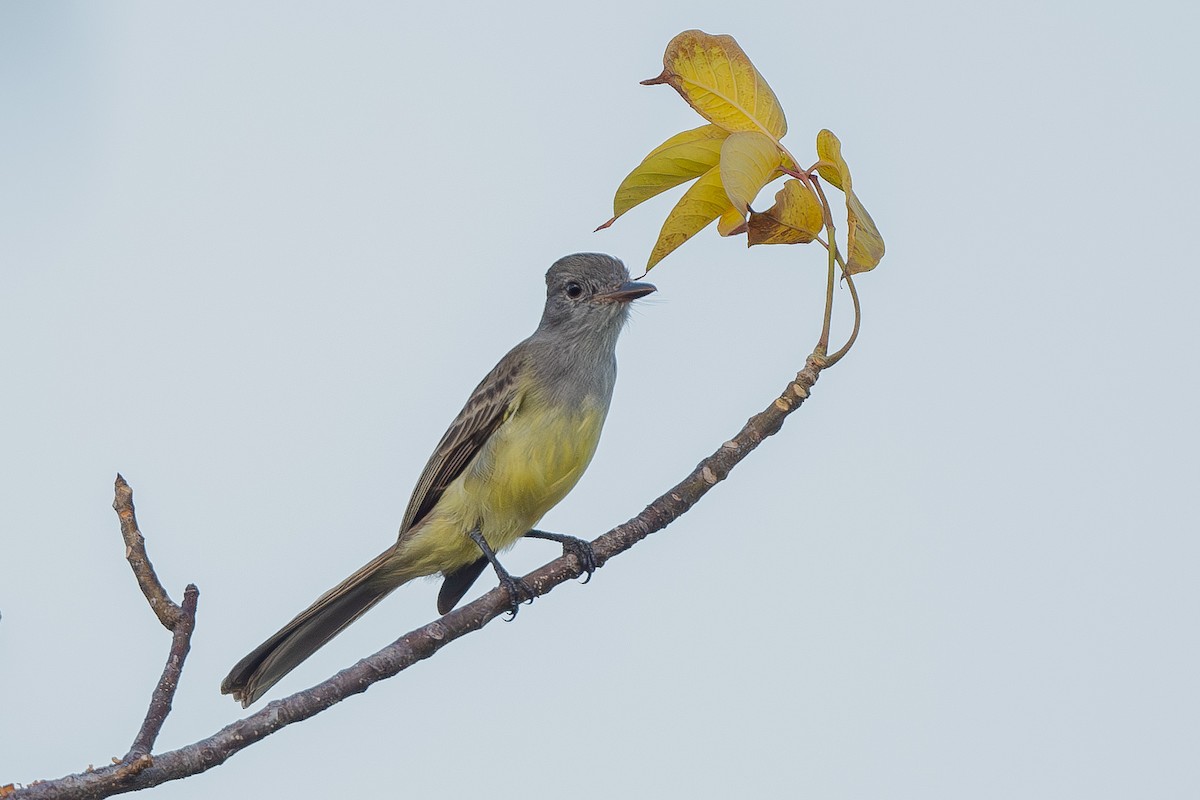 Panama Flycatcher - ML615106356