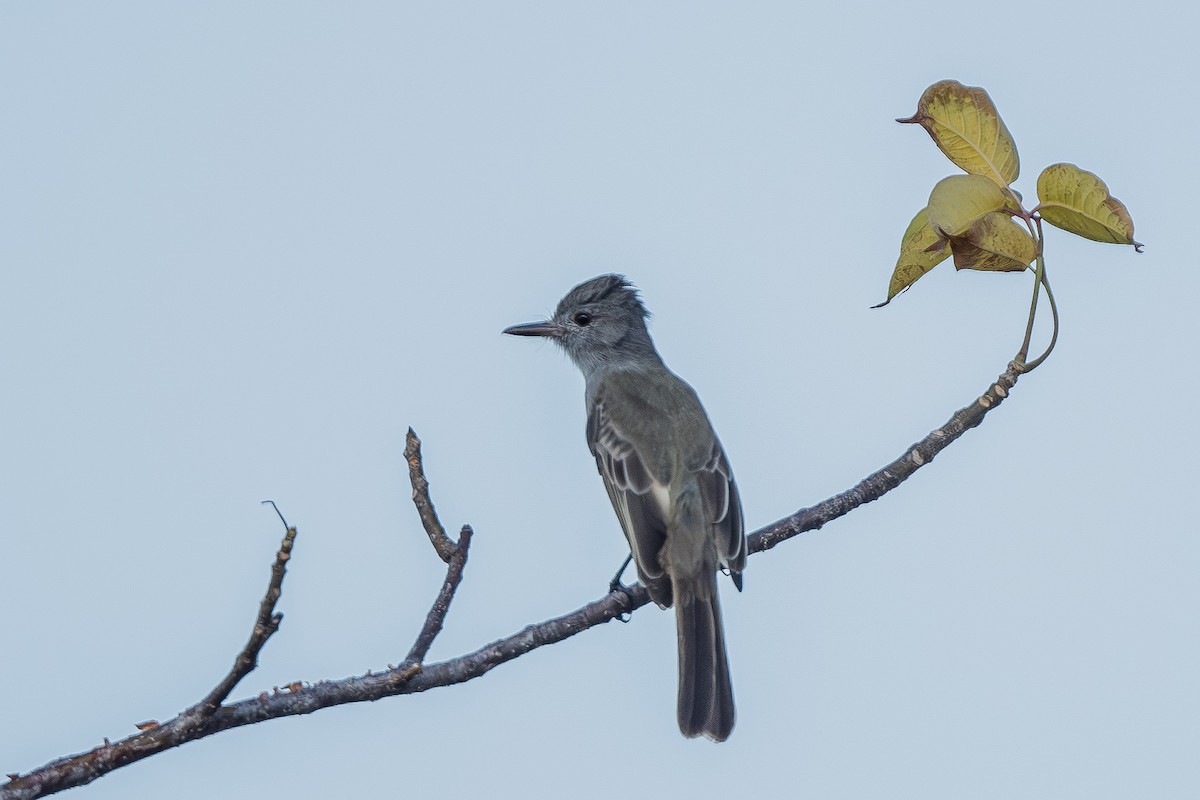 Panama Flycatcher - ML615106357