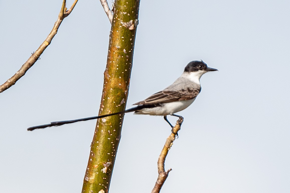 Fork-tailed Flycatcher - ML615106385