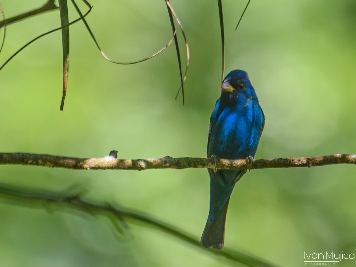 Indigo Bunting - Ivan Mujica