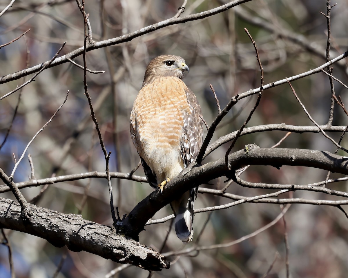 Red-shouldered Hawk - ML615106418