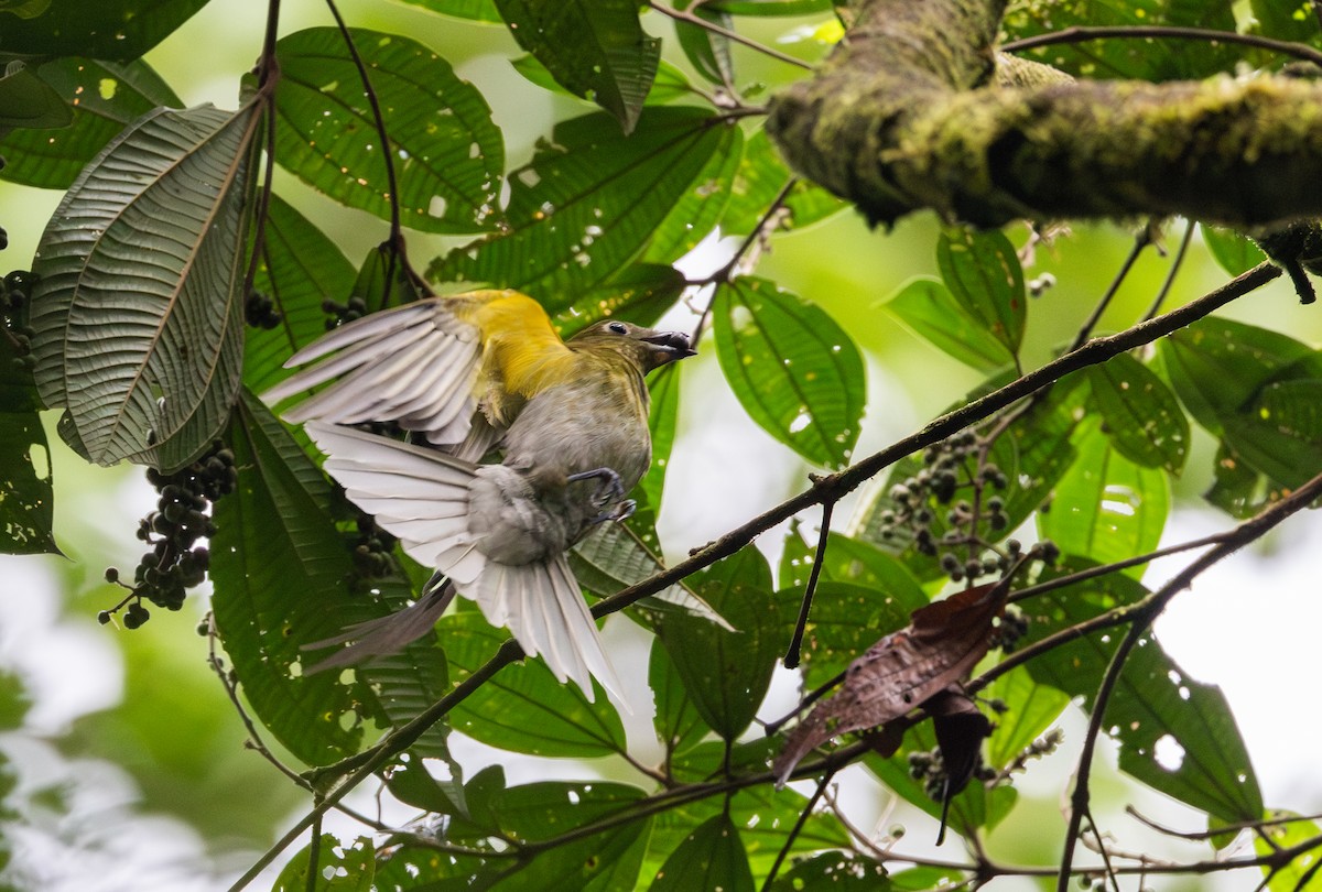 Gray-tailed Piha - Jay McGowan