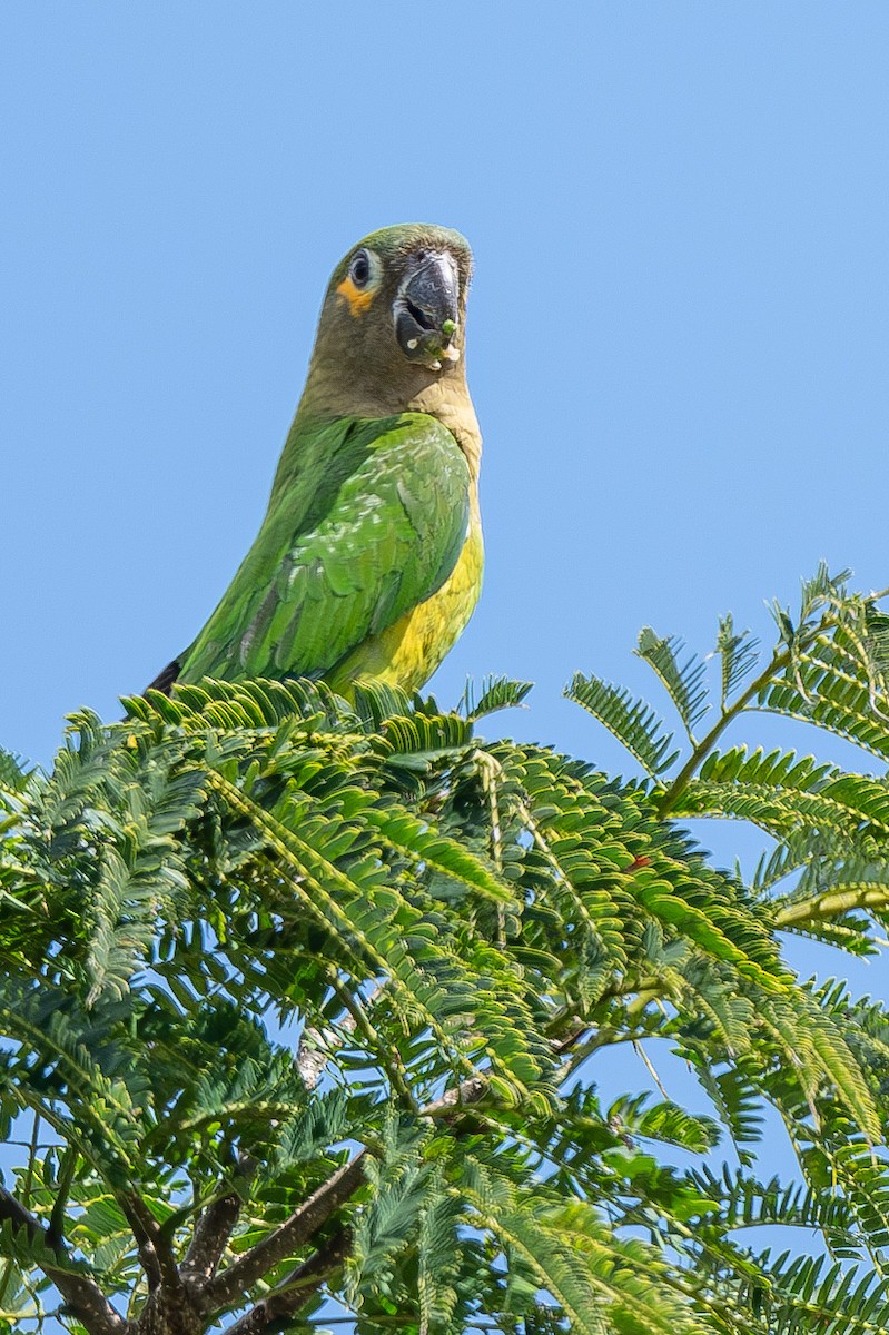 Brown-throated Parakeet - ML615106424