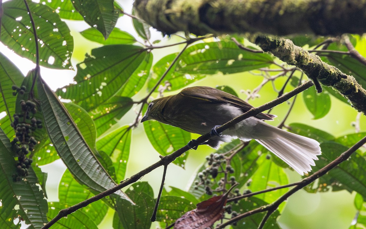 Gray-tailed Piha - Jay McGowan