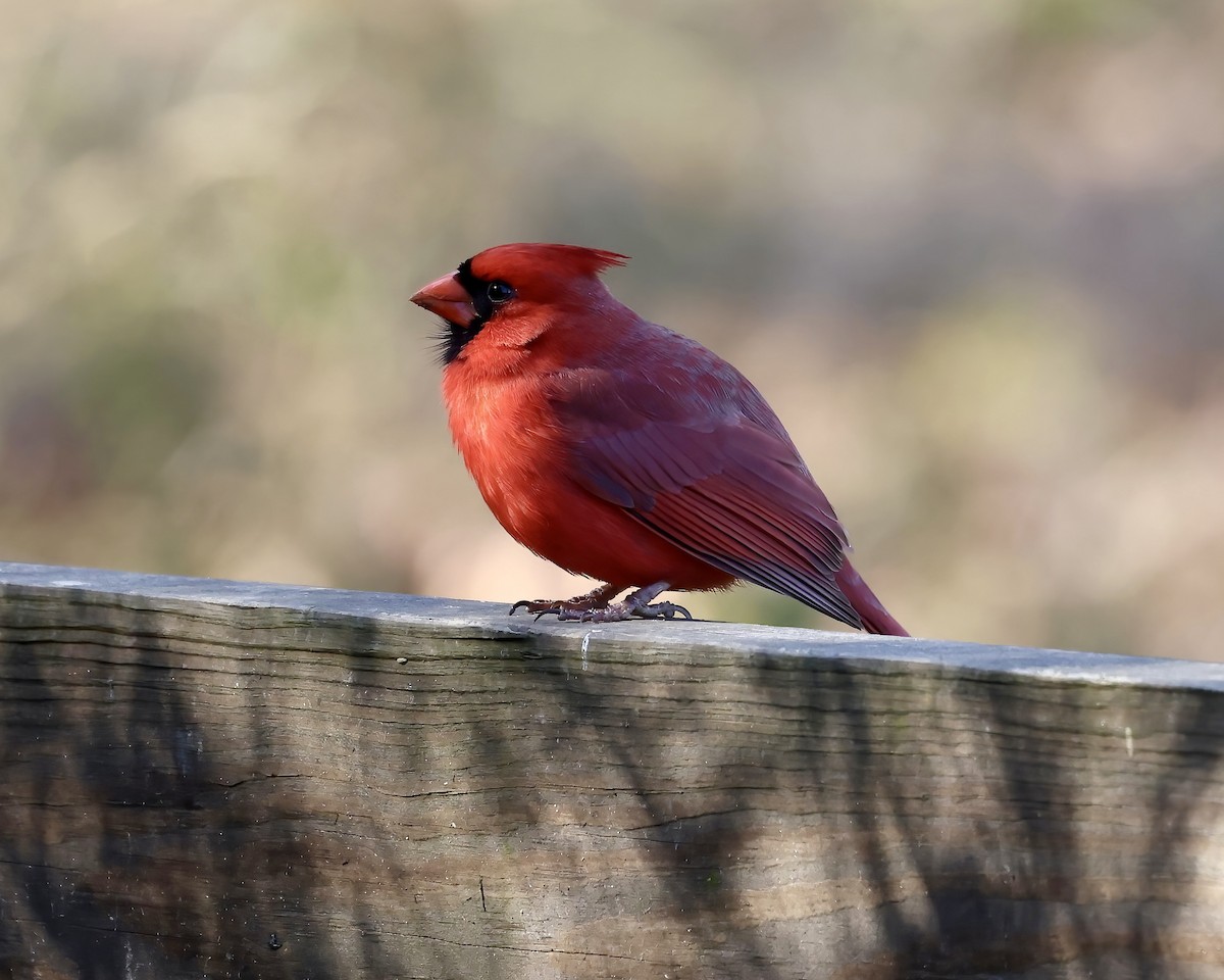 Northern Cardinal - ML615106439