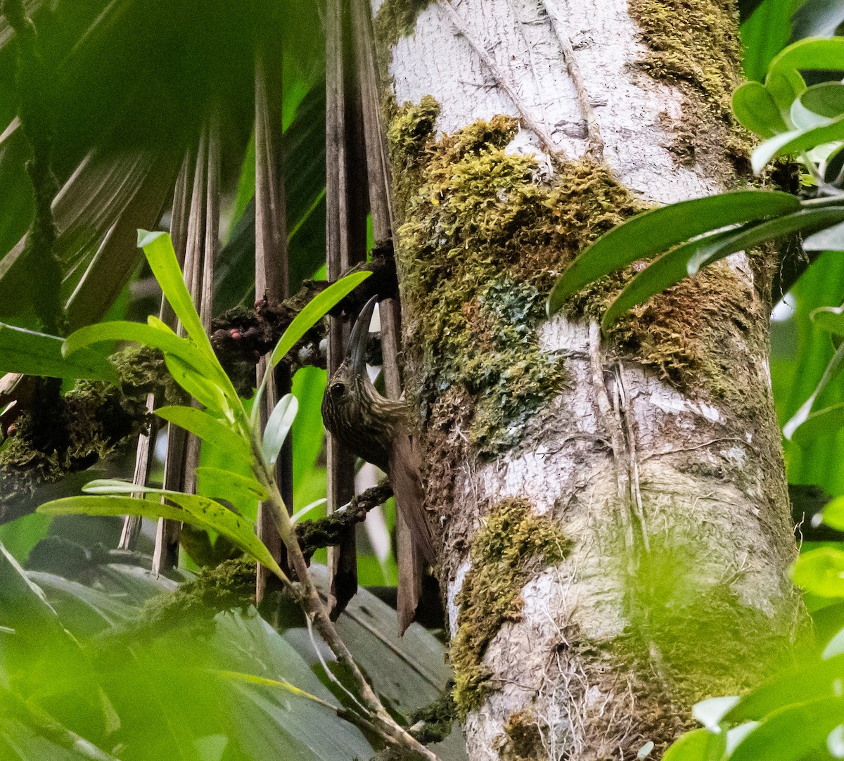 Strong-billed Woodcreeper (Andean/Northern) - ML615106456