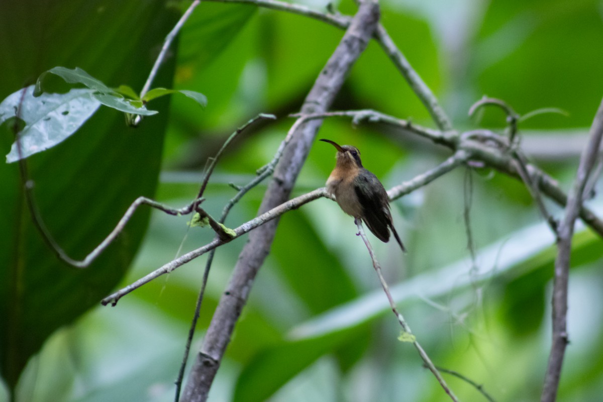 Карликовый колибри-отшельник - ML615106470