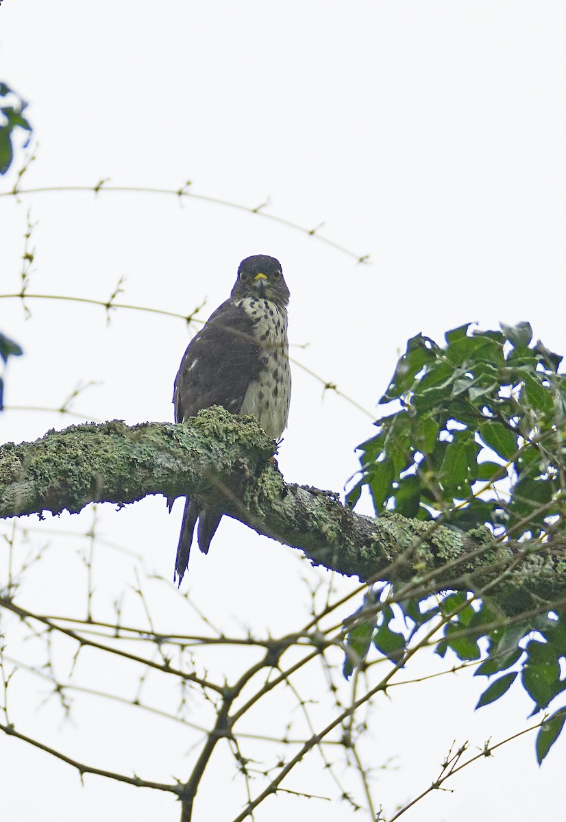 Rufous-thighed Kite - ML615106542