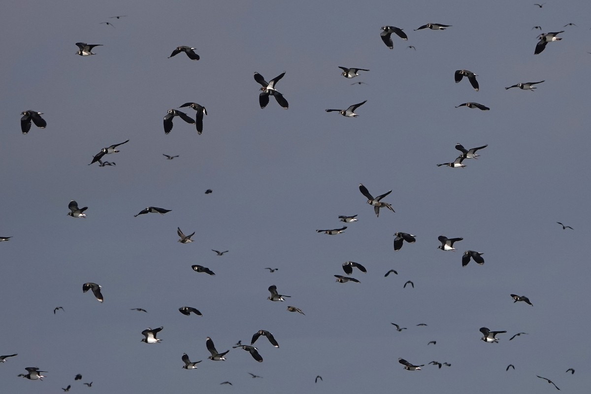 Northern Lapwing - ML615106568