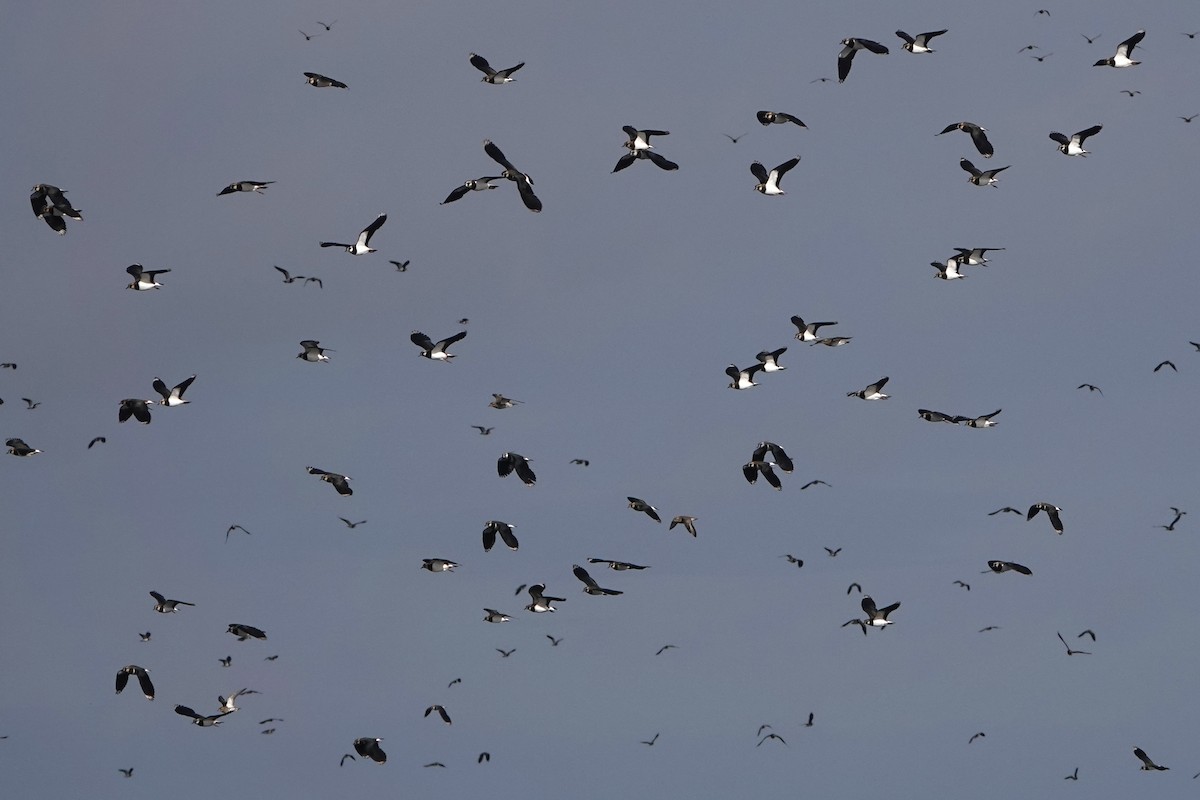 Northern Lapwing - ML615106569