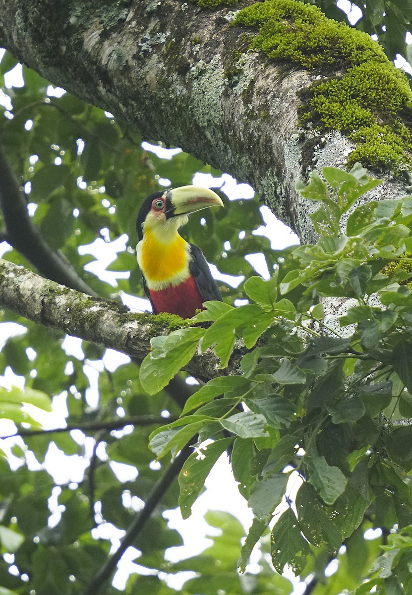 Red-breasted Toucan - ML615106576