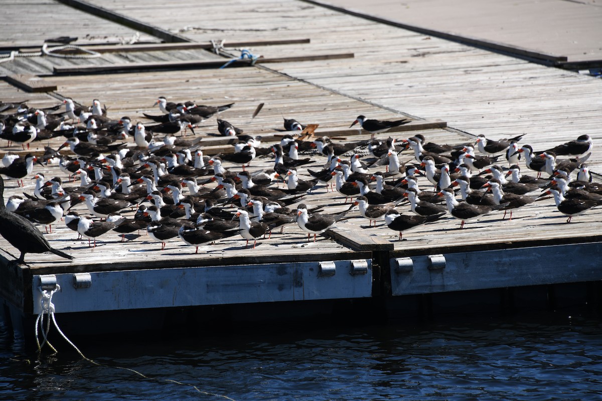 Black Skimmer - ML615106619