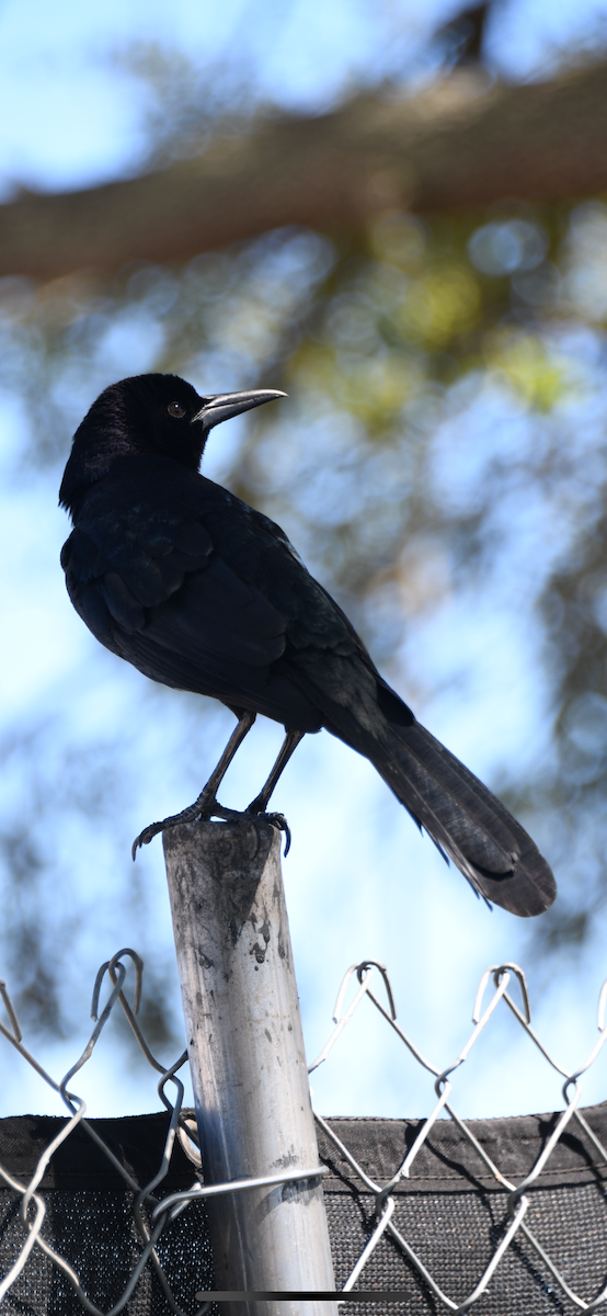 Boat-tailed Grackle - ML615106751