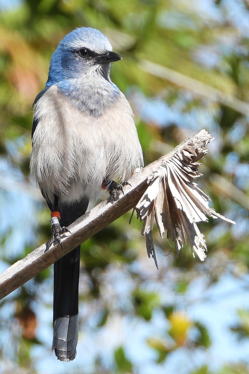 Florida Scrub-Jay - ML615106764