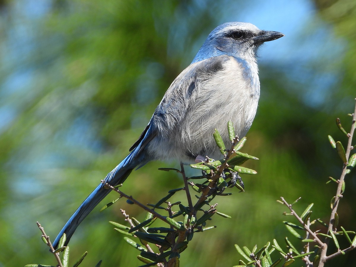 Florida Scrub-Jay - ML615106765