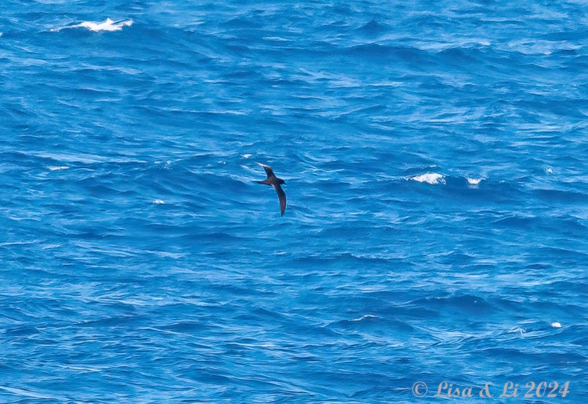 Great-winged Petrel - Lisa & Li Li