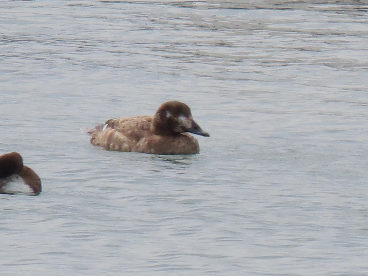 White-winged Scoter - ML615106885