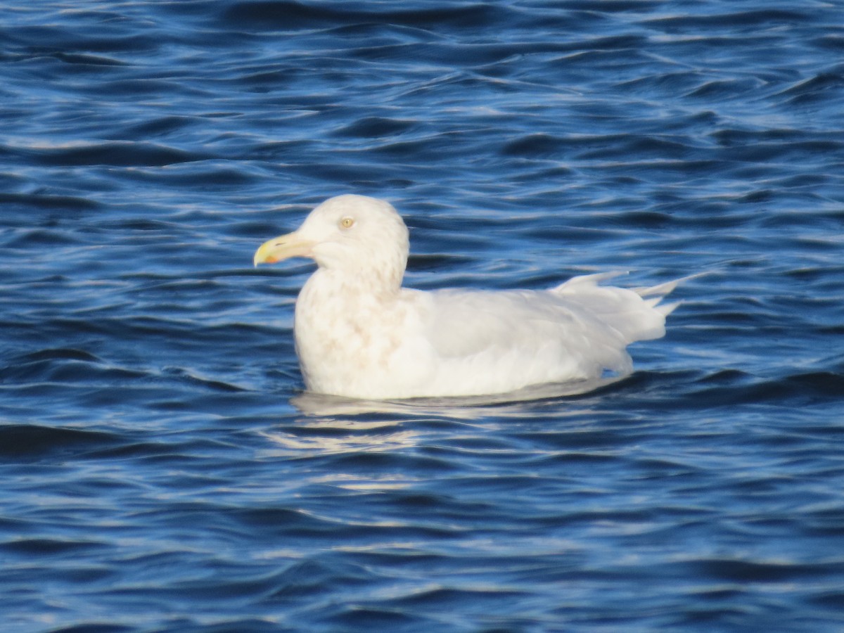 Glaucous Gull - ML615106900