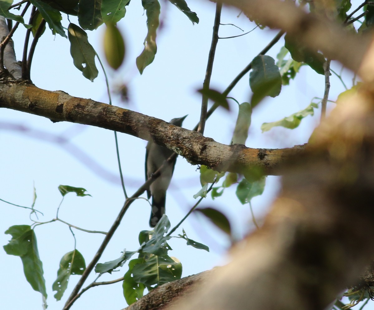 Black-winged Cuckooshrike - ML615106911