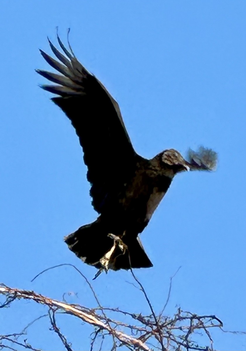 Black Vulture - ML615106923
