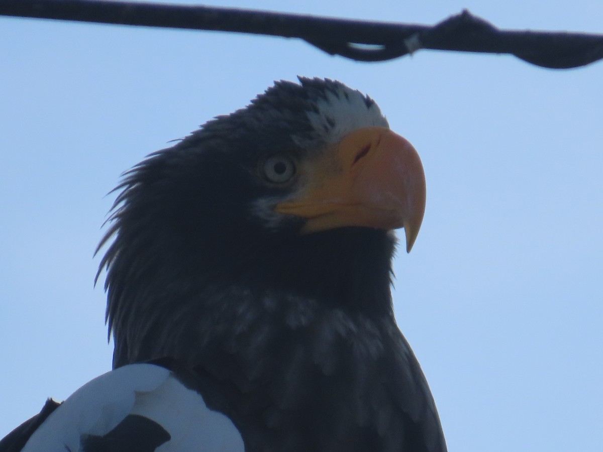 Steller's Sea-Eagle - ML615106982