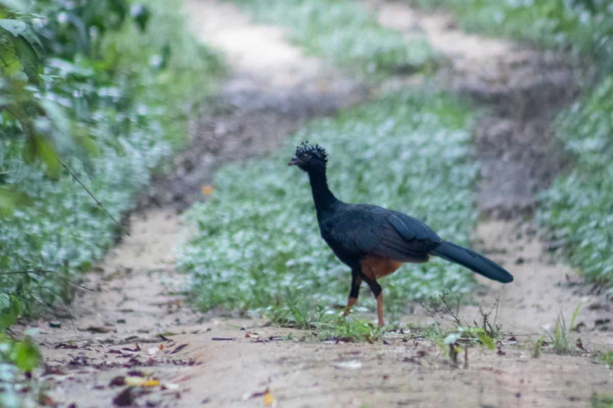 Red-billed Curassow - ML615107039