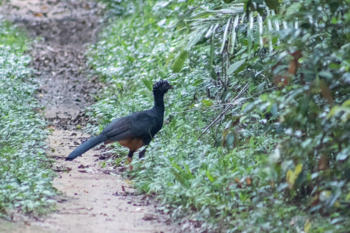 Red-billed Curassow - ML615107040